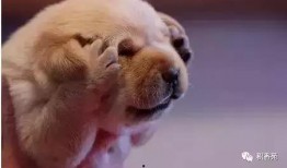 累充宠物最新爆料,最新爆料揭示神秘宠物背后的秘密